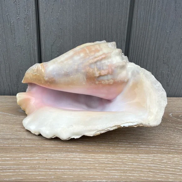 Large Conch Seashell - Picture 6 of 11